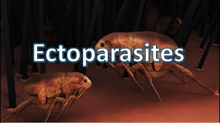 Ectoparasites  Ticks Mites Fleas Bugs Lice [upl. by Adnahcir]