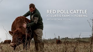 Red Poll Cattle at Curtis Farm in Fobbing [upl. by Bourke614]