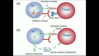 Natural Killer Cells How Do They Kill Selectively [upl. by Dionisio]