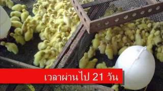 ตะลุยฟาร์มเป็ดDuck farm exclusive in Thailand [upl. by Onitnatsnoc]