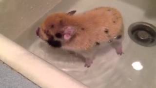 Mini piglet getting a bath [upl. by Enegue]