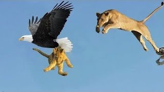 Top 5 best eagle attacks  the best of eagle attacks on human amp Animals  Secret Rahasya Show [upl. by Rosenblatt]