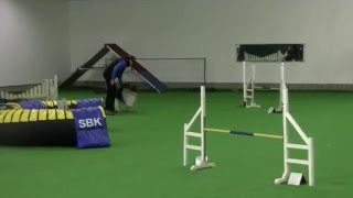 3 Plass amp Napp til Schapendoes i Agility Hopp Klasse 1 [upl. by Atteniuq542]