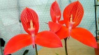 Disa uniflora Pride of Table Mountain  one of my top orchids [upl. by Bocock57]