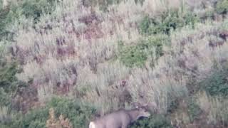 Phone Skope Example Digiscoping Video  800 Yards Deer iPhone 11 Pro and Vortex Razor Spotting Scope [upl. by Adnalro]