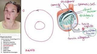 Reproduction 4 Spermatogenesis [upl. by Ysnat560]