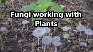 Fungi Symbiotic Relationship With Plants [upl. by Martita]