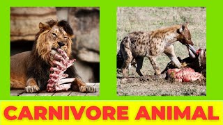 Amazing Carnivores Wild MeatEaters Carnivorous Animals [upl. by Eanerb58]