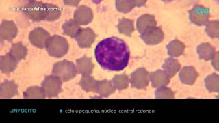 Hematología Serie Blanca Felina normal CIAB wwwciabes [upl. by Seymour]