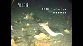 Footage of Grenadiers off Alaskas Aleutian Islands [upl. by Stichter]