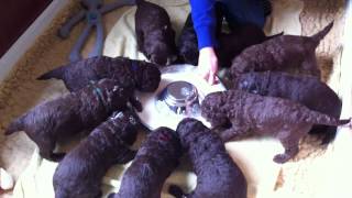 Nestje 2013  Week 3 video 2  Freonskip Australian Labradoodles [upl. by Aohk303]