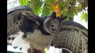 Águila arpía es la imagen de la Fuerza Aérea colombiana  Noticias Caracol [upl. by Enicar487]