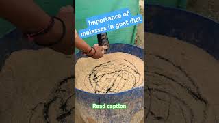 Importance of molasses in goat feed [upl. by Gretal]