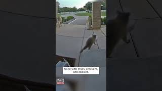 Raccoon Hilariously Steals Food Meant for Delivery Drivers shorts [upl. by High]