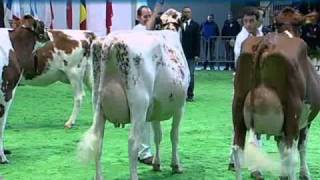 RED HOLSTEIN Finale Vacche Giovani  Junior Cows Final [upl. by Vivica]