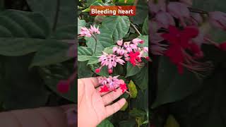 Bleeding heart pink flower garden plants gardening gardenplants flowers [upl. by Arac]