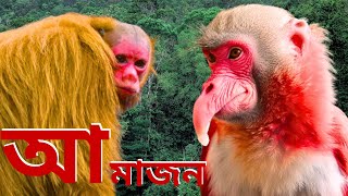 আমাজন জঙ্গল পৃথিবীর বৃহত্তম রেইনফরেস্ট। Amazon jungle। Jhajhar [upl. by Biagio]