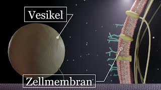 Aufbau der Zellen  Zellmembran Vesikel Golgi ER usw [upl. by Sitsuj561]