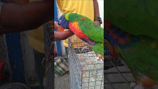 Kamal hai 😱  lorikeet 🦜birdslorikeet parrotbudgietota shortsshortpets [upl. by Andri94]