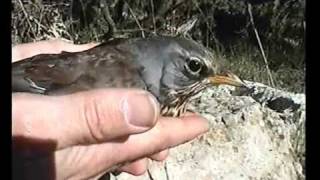 Tendelles  stone crush traps for birds used in France  a CABS video  Steinquetschfallen [upl. by Antonio]