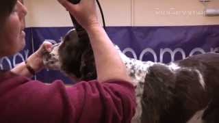 Grooming Guide  English Springer Spaniel  PetSalon  ProGroomer [upl. by Jak558]