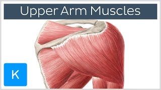 Muscles of the upper arm and shoulder blade  Human Anatomy  Kenhub [upl. by Essirehs142]