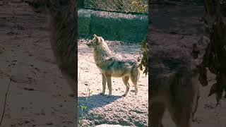 Golden Jackal indianjackal youtubeshorts trendingshorts wolfsong [upl. by Riebling]