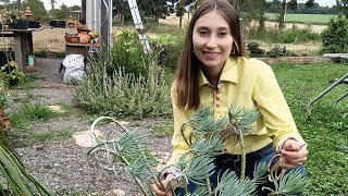 Senecio azul venha fazer mudas comigo Dicas de cultivo [upl. by Tedder]