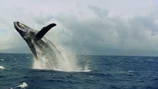 Así son las “carreras de calor” de las ballenas jorobadas  National Geographic España [upl. by Eybbob]