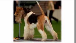 Dogs 101 Wire Fox Terrier [upl. by Prichard]