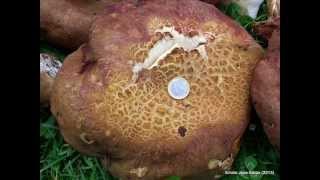 Boletus pinicola Temporada 2013 [upl. by Feeley]