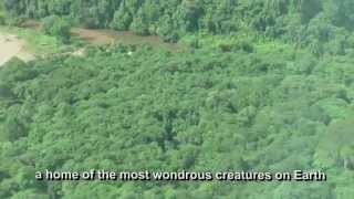 In the rainforest of Borneo  the Headhunter Trail [upl. by Otreblasiul837]