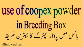 how to use coopex powder for birds breeding boxuses of coopex mortine powder in urduhindi [upl. by Enasus]