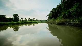 TORTUGUERO II Der Amazonas von Costa Rica [upl. by Cirnek]