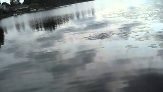 Topwater Bass Fishing The River2Sea Dahlberg Diver Frog [upl. by Iroak]