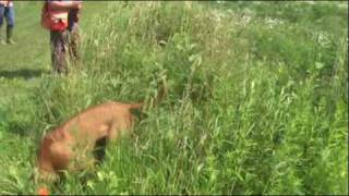 2009 Ridgeback Rodeo  Upland Game Bird Hunt [upl. by Aedni]