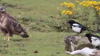 Common Buzzard in my north Antrim garden [upl. by Vally]