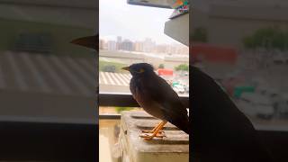 Mynah singing birdsinging mynah shorts ytshorts [upl. by Cristian305]