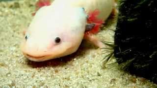 Axolotl Feeding Earthworms  AxolotlFütterung Regenwürmer [upl. by Arretal346]