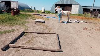 July 26 2024 teaching Axel the in hand trail [upl. by Ythomit]