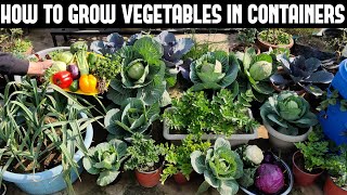 How To Grow Vegetables in ContainersFULL INFORMATION [upl. by Assenat]