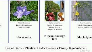 Garden Plants of Order Lamiales Family Bignoniaceae [upl. by Ecinehs]