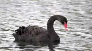 Digiscoping Australian Birds 1  Swarovski STM80HD TLS800 Canon 7D [upl. by Milton411]