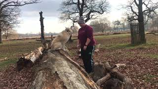 2 year old Pomsky Leo  Dog Training in London [upl. by Templas418]