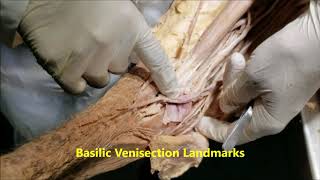 CEPHALICBASILIC VEINS CUTANEOUS NERVES BICEPS APONEUROSIS with Clinicals – Sanjoy Sanyal [upl. by Aiehtela984]