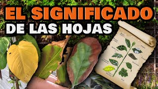 Plantas ENFERMAS y Cómo CURARLAS 🍂 Hojas amarillas se enrollan o se arrugan  Enfermedades y Plagas [upl. by Llesig]