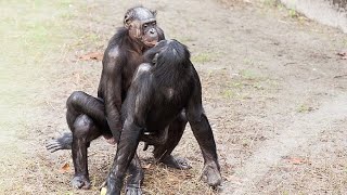 Bonobos shares love♥️ Nubian Ibexs fight for females for breading [upl. by Ronile]