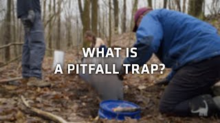 What is a Pitfall Trap for Herpetology Ask A Scientist [upl. by Yolane600]