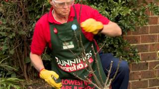 How To Prune Roses  DIY At Bunnings [upl. by Soloman]