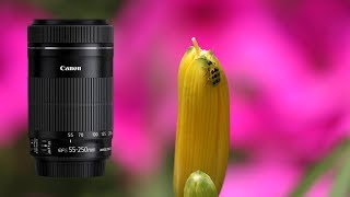 Canon EFS 55250mm IS STM Shots [upl. by Notserp585]